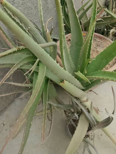 Natural Alovera plants for sale