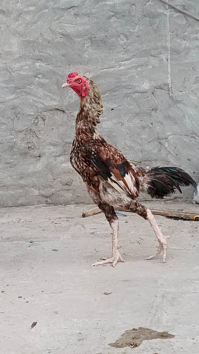 2 Aseel  Java  Male 1 Salety Female
