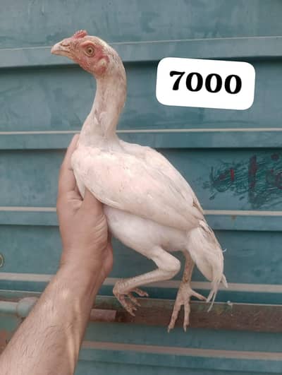 Aseel Heera