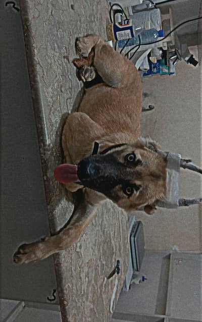 puppy