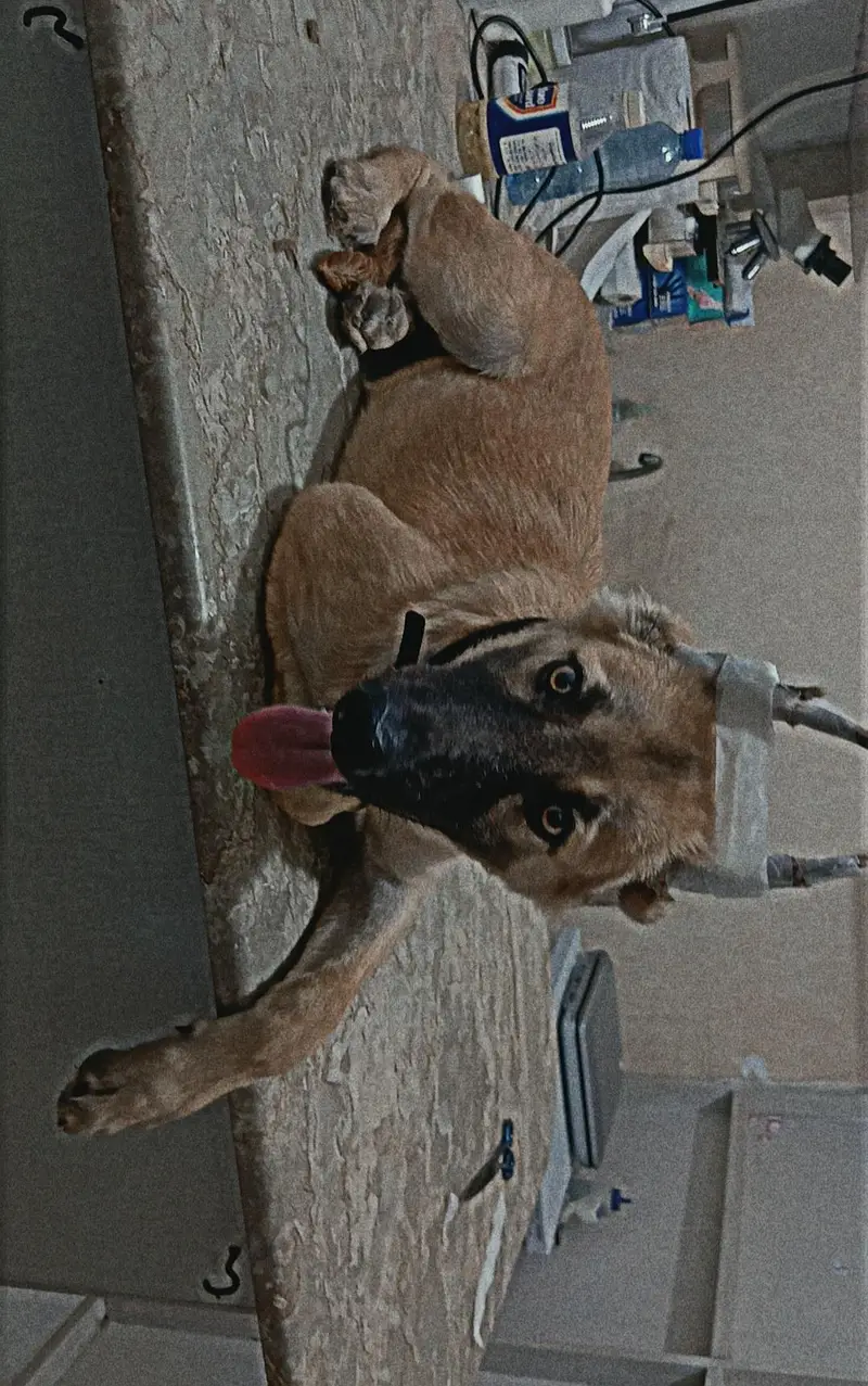 puppy — photo 2