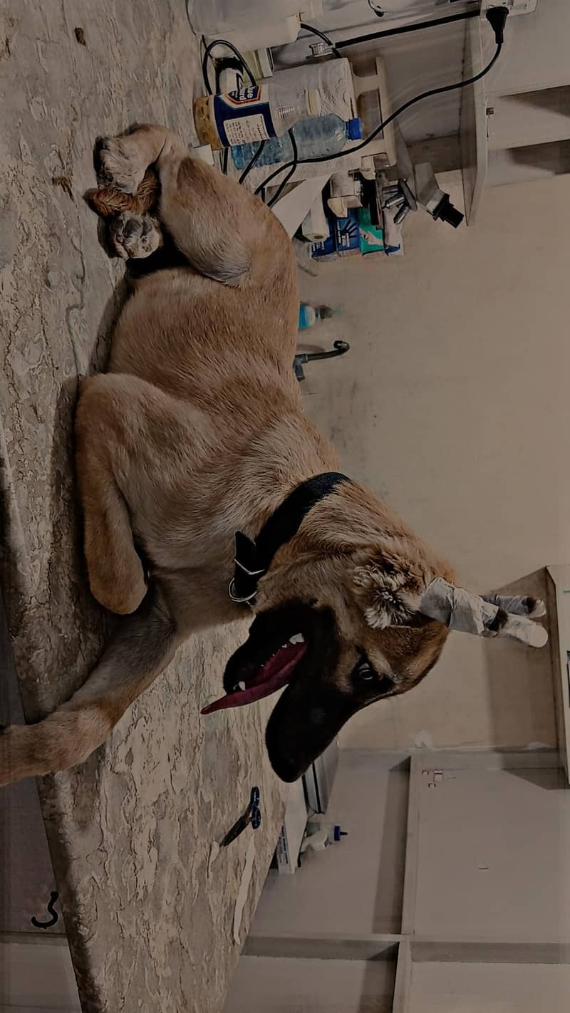 puppy 2