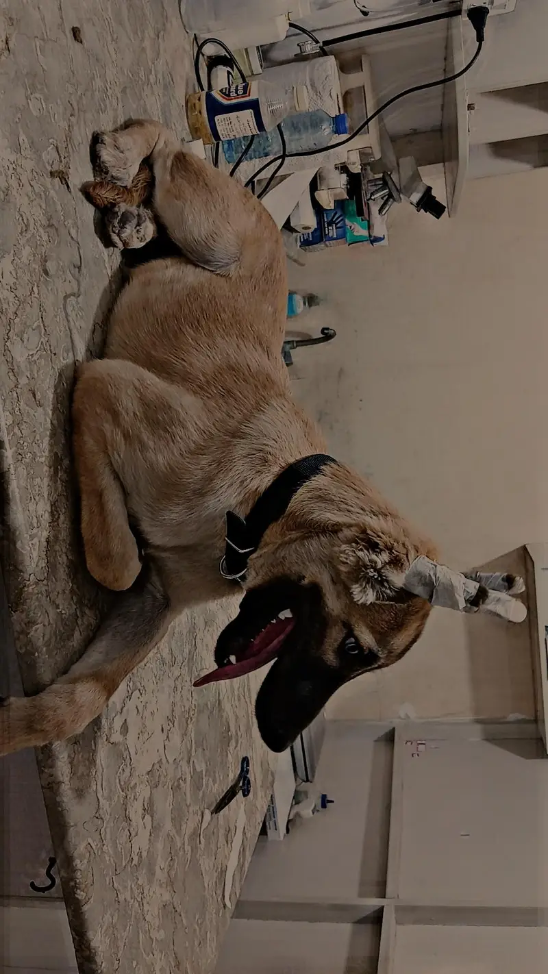 puppy — photo 3