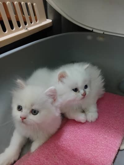 Pure Persian kittens available