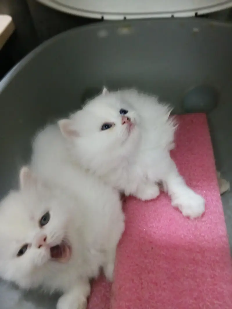 Pure Persian kittens available — photo 2