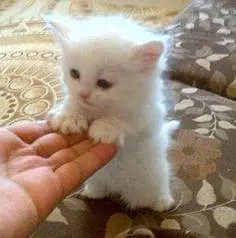 Pure Persian kittens available — photo 3