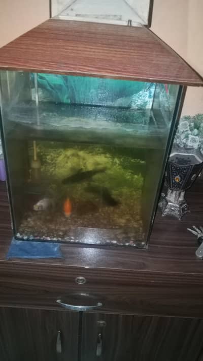 fish aquarium for sale with fish