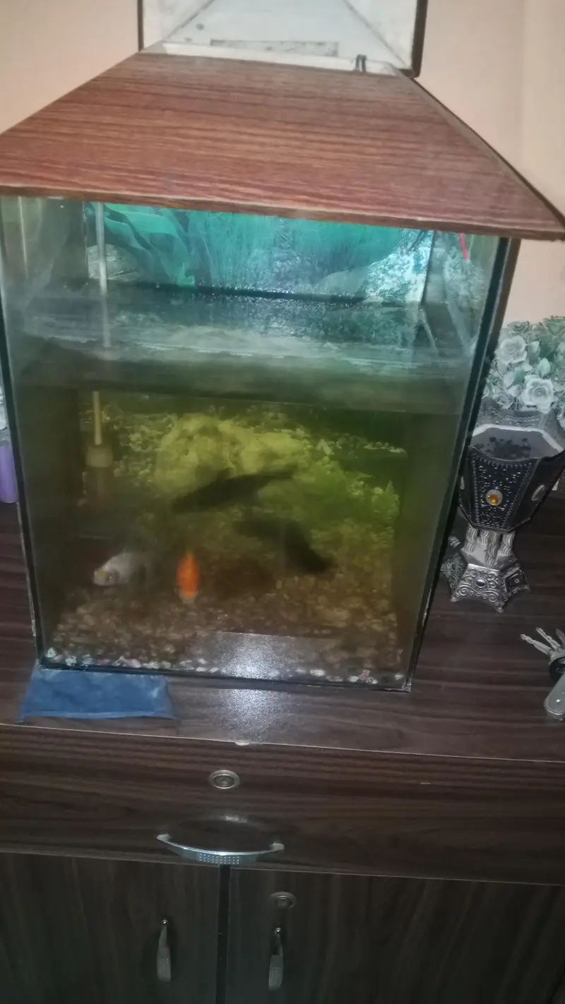 fish aquarium for sale with fish