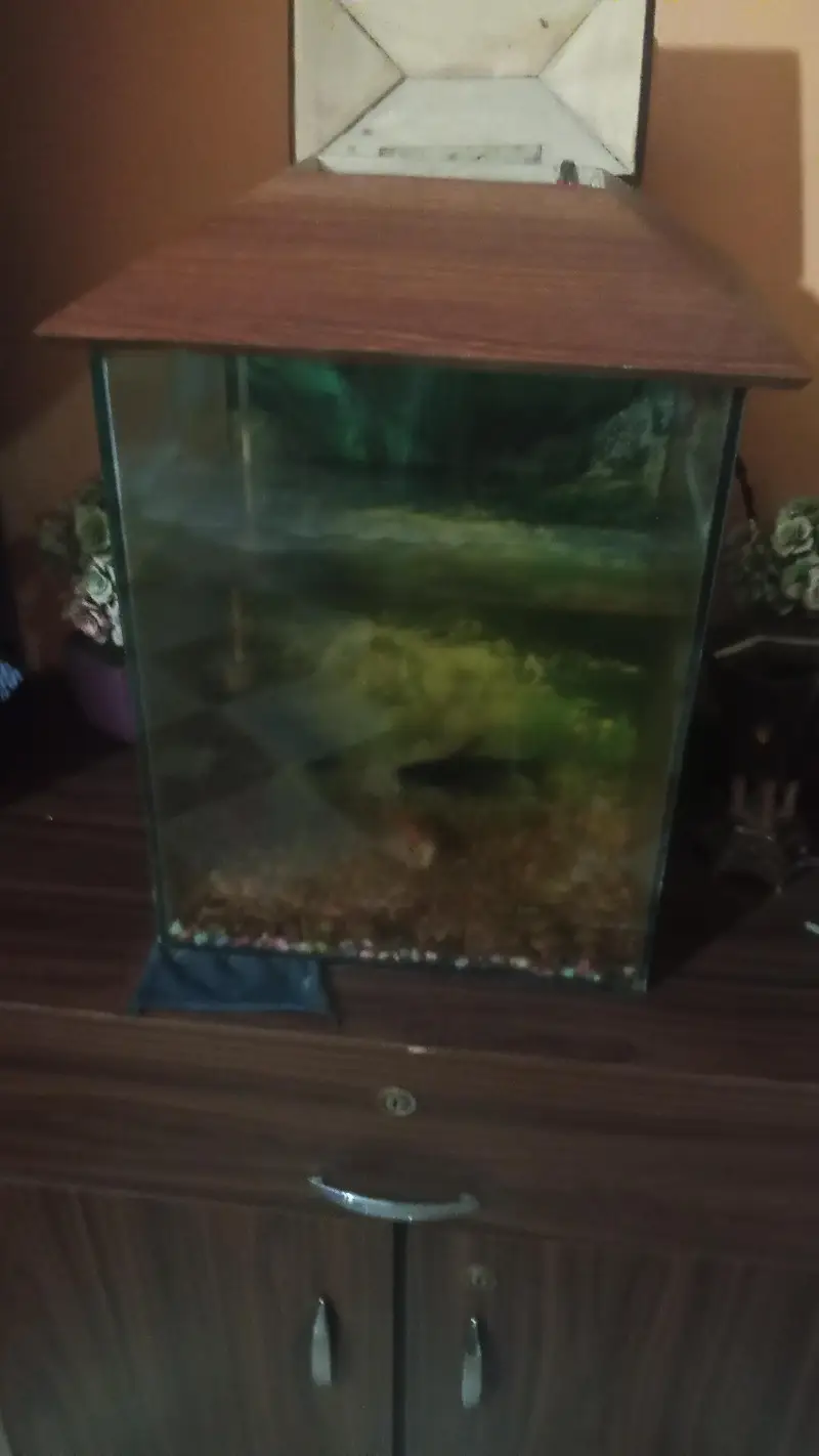 fish aquarium for sale with fish — photo 2
