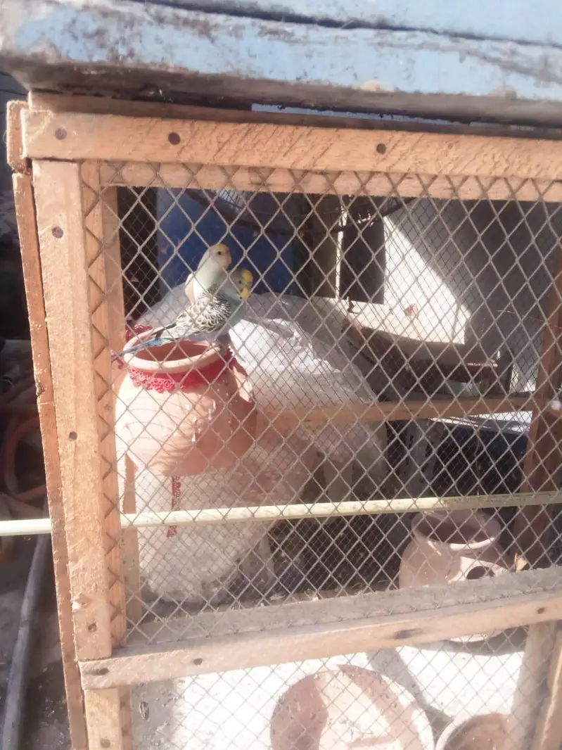 Australian parrot pair — photo 2