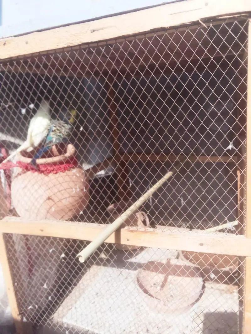 Australian parrot pair — photo 5