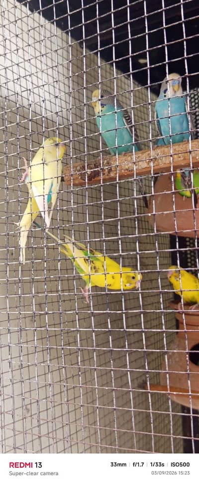 budgies|australian|breeder|pair|parrots|parrot