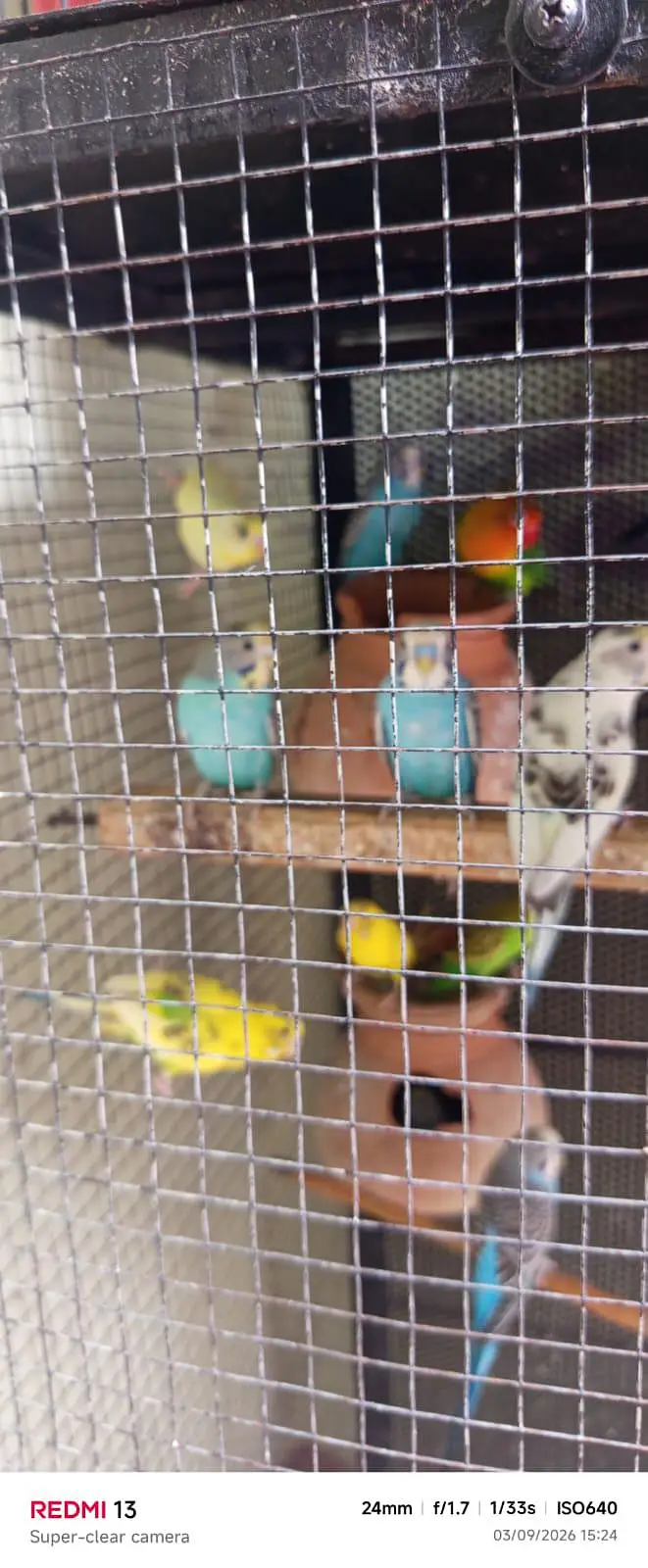 budgies|australian|breeder|pair|parrots|parrot — photo 2