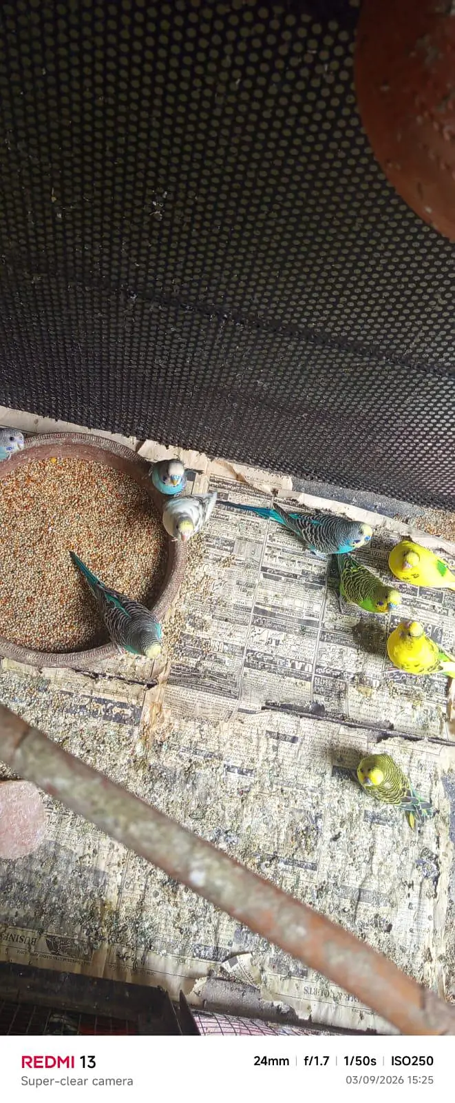 budgies|australian|breeder|pair|parrots|parrot — photo 3