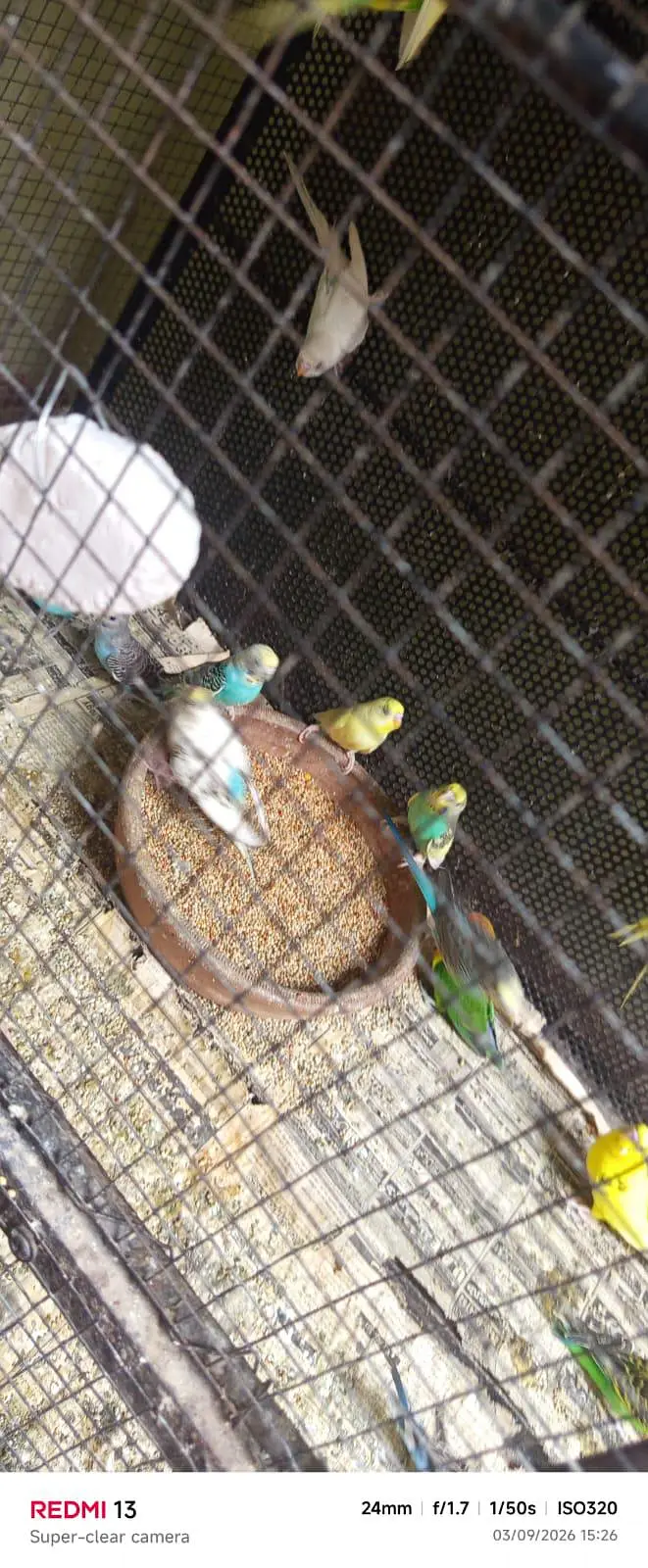 budgies|australian|breeder|pair|parrots|parrot — photo 4