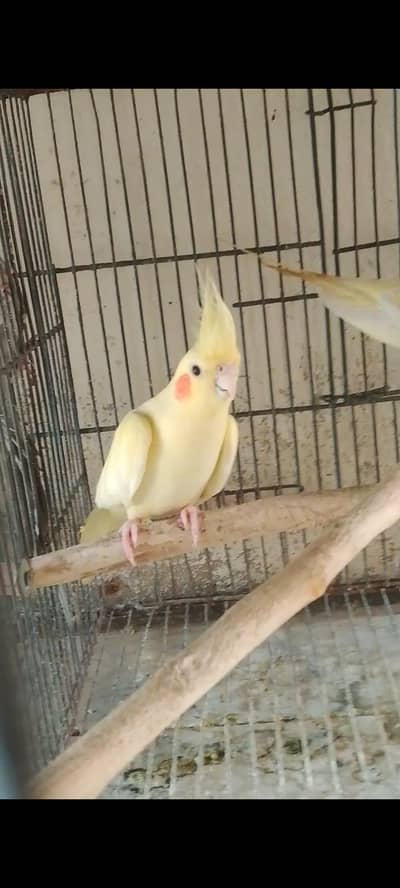 cream cocktail for sale !