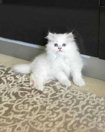 pure white female persian kitten