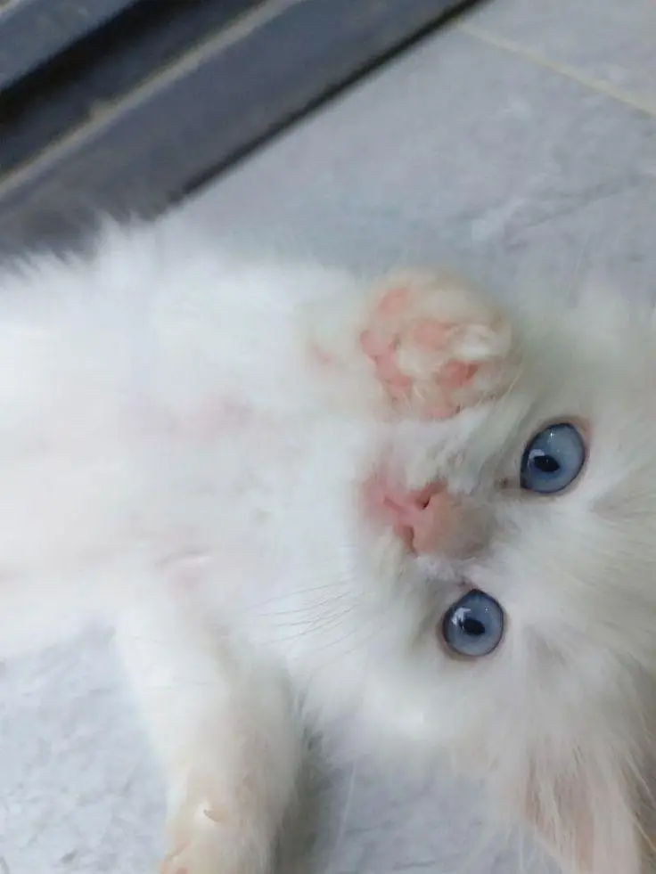 pure white female persian kitten — photo 2