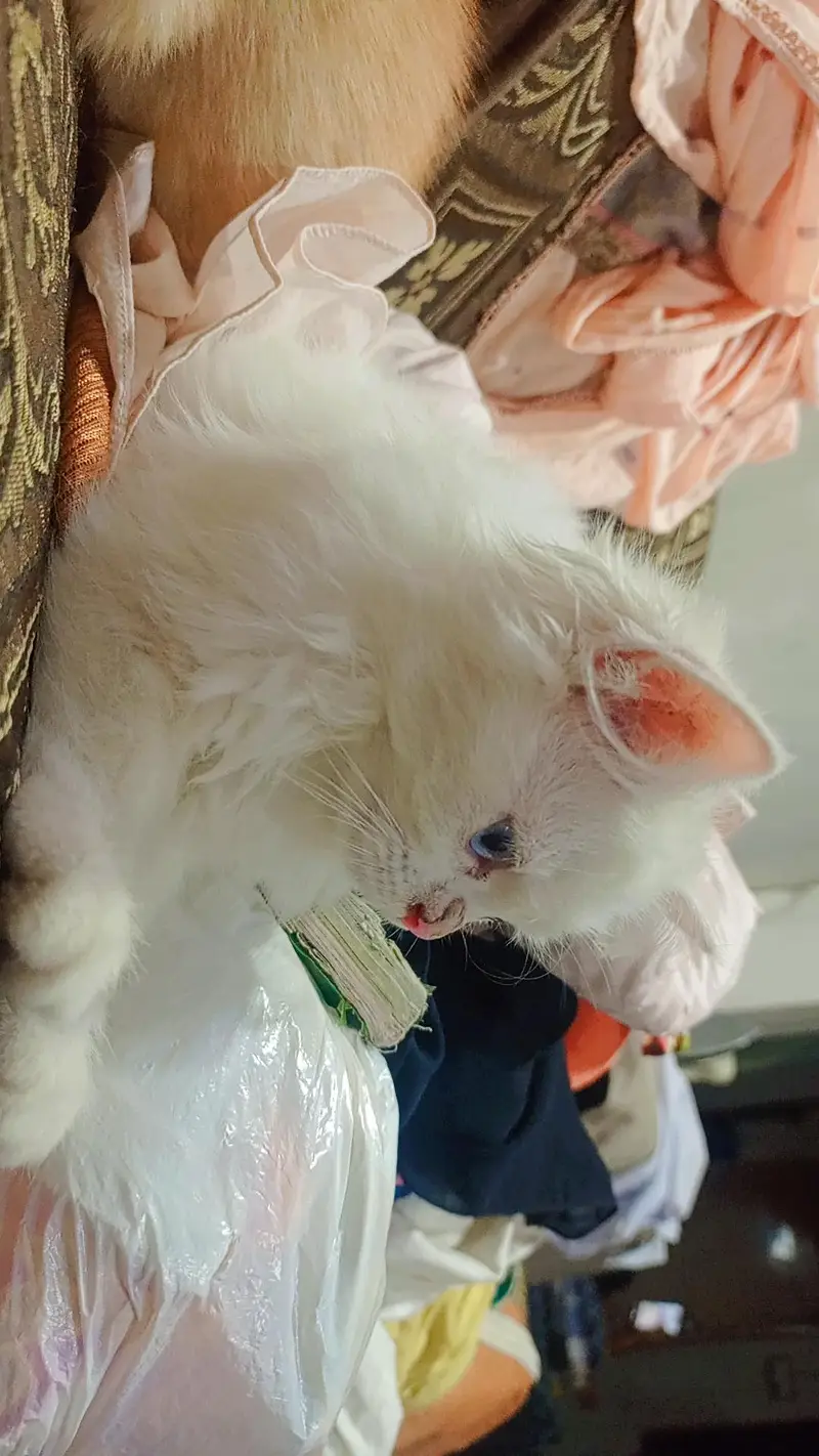 pure white female persian kitten — photo 3