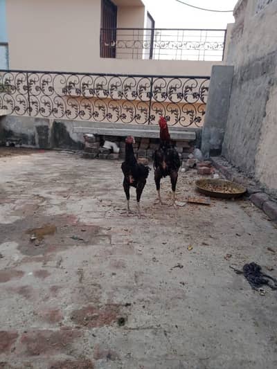 Pakistani aseel cross breed