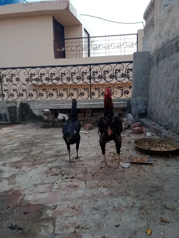Pakistani aseel cross breed — photo 2