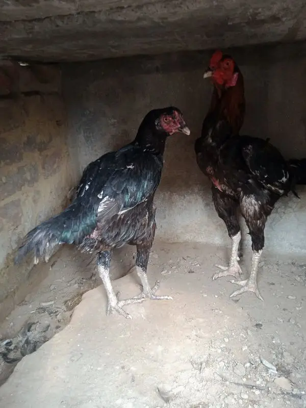 Pakistani aseel cross breed — photo 3