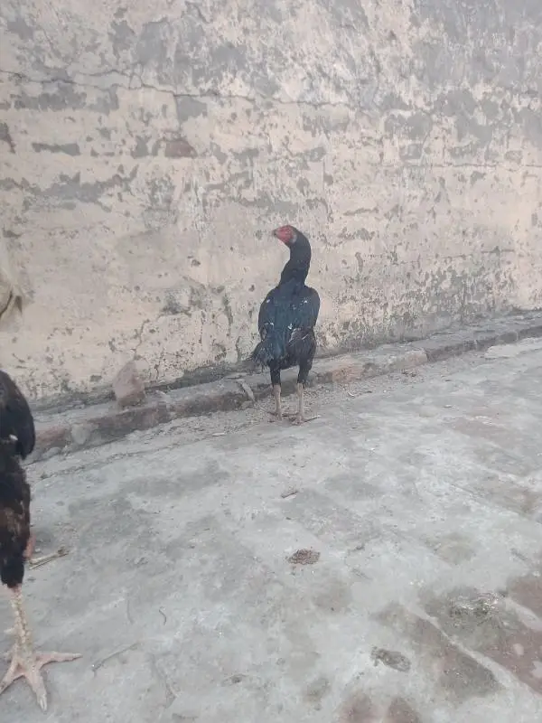 Pakistani aseel cross breed — photo 4