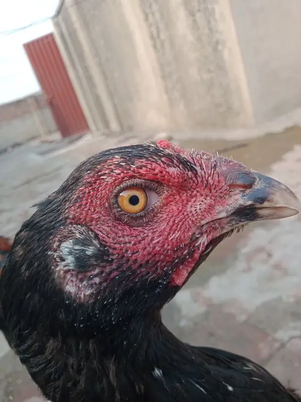Pakistani aseel cross breed — photo 5