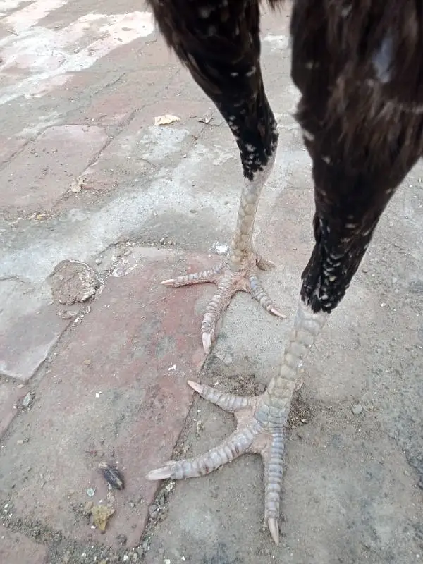 Pakistani aseel cross breed — photo 6