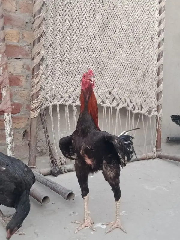 Pakistani aseel cross breed — photo 7