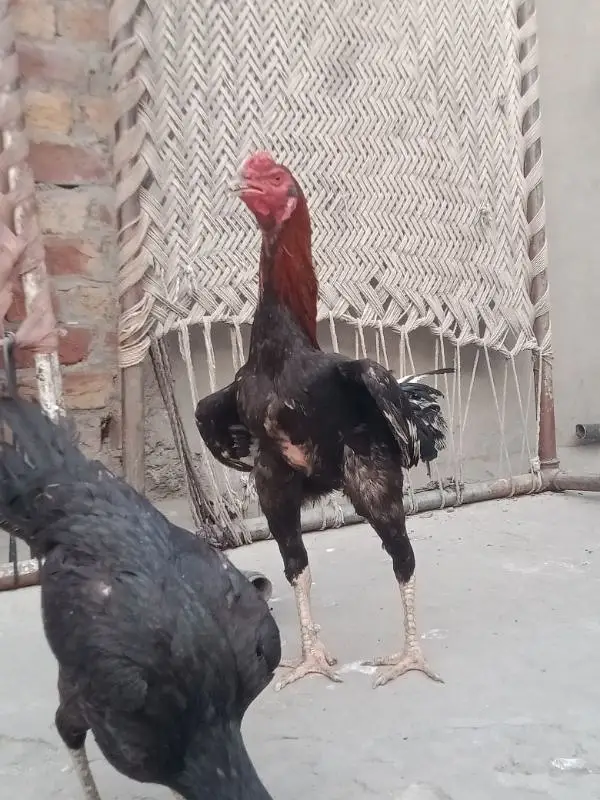 Pakistani aseel cross breed — photo 8