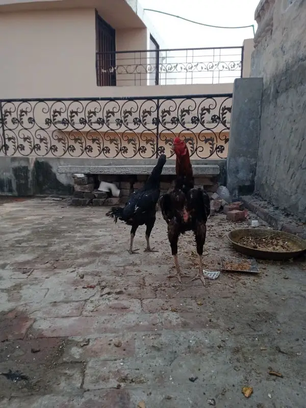 Pakistani aseel cross breed — photo 9