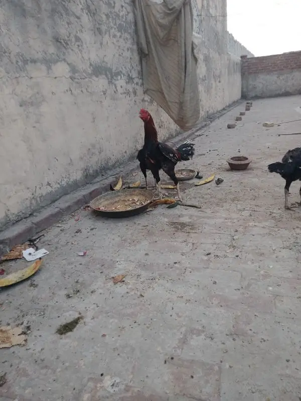 Pakistani aseel cross breed — photo 10
