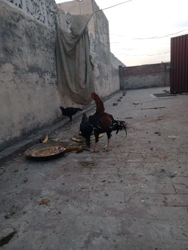Pakistani aseel cross breed — photo 11