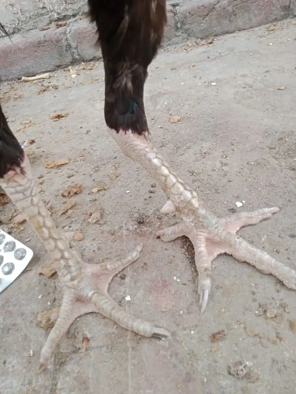 Pakistani aseel cross breed — photo 12