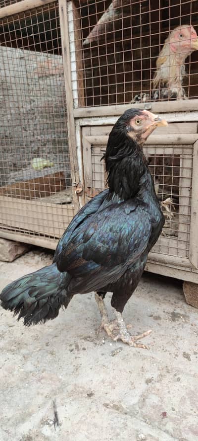 PURE ASEEL KURAK FEMALE