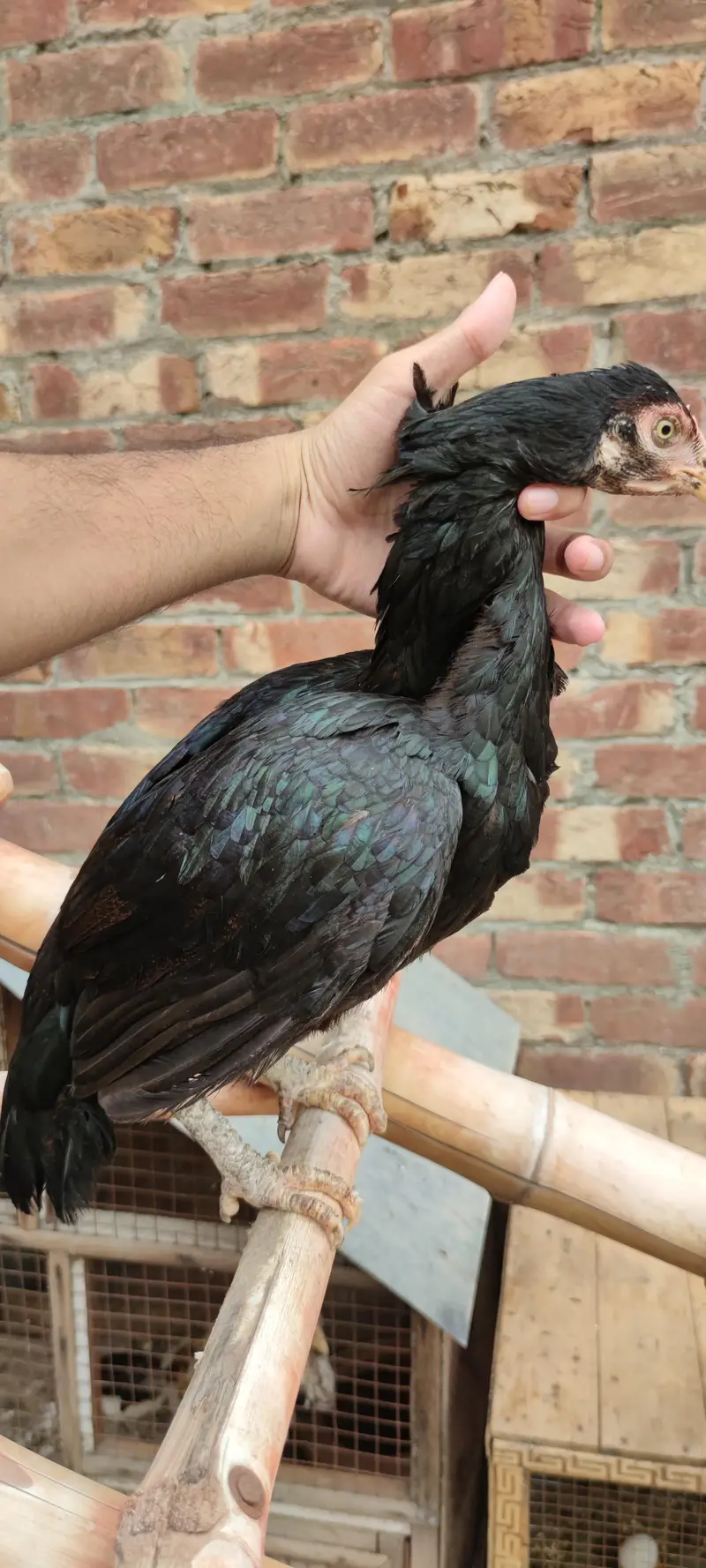 PURE ASEEL KURAK FEMALE — photo 2