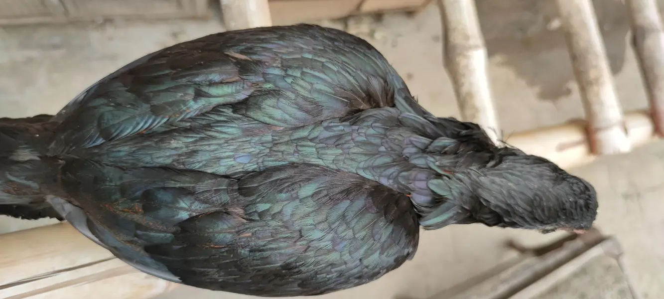 PURE ASEEL KURAK FEMALE — photo 3