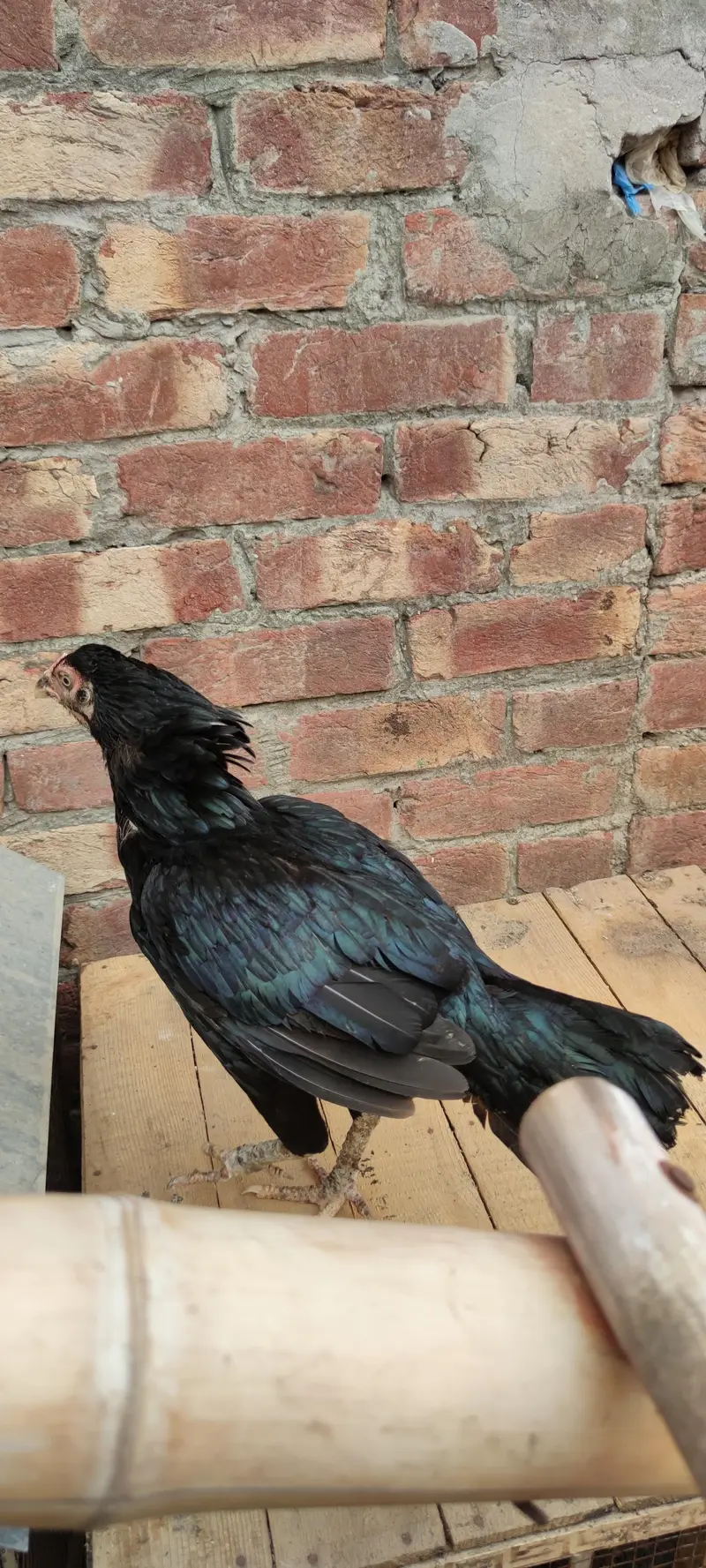 PURE ASEEL KURAK FEMALE — photo 4