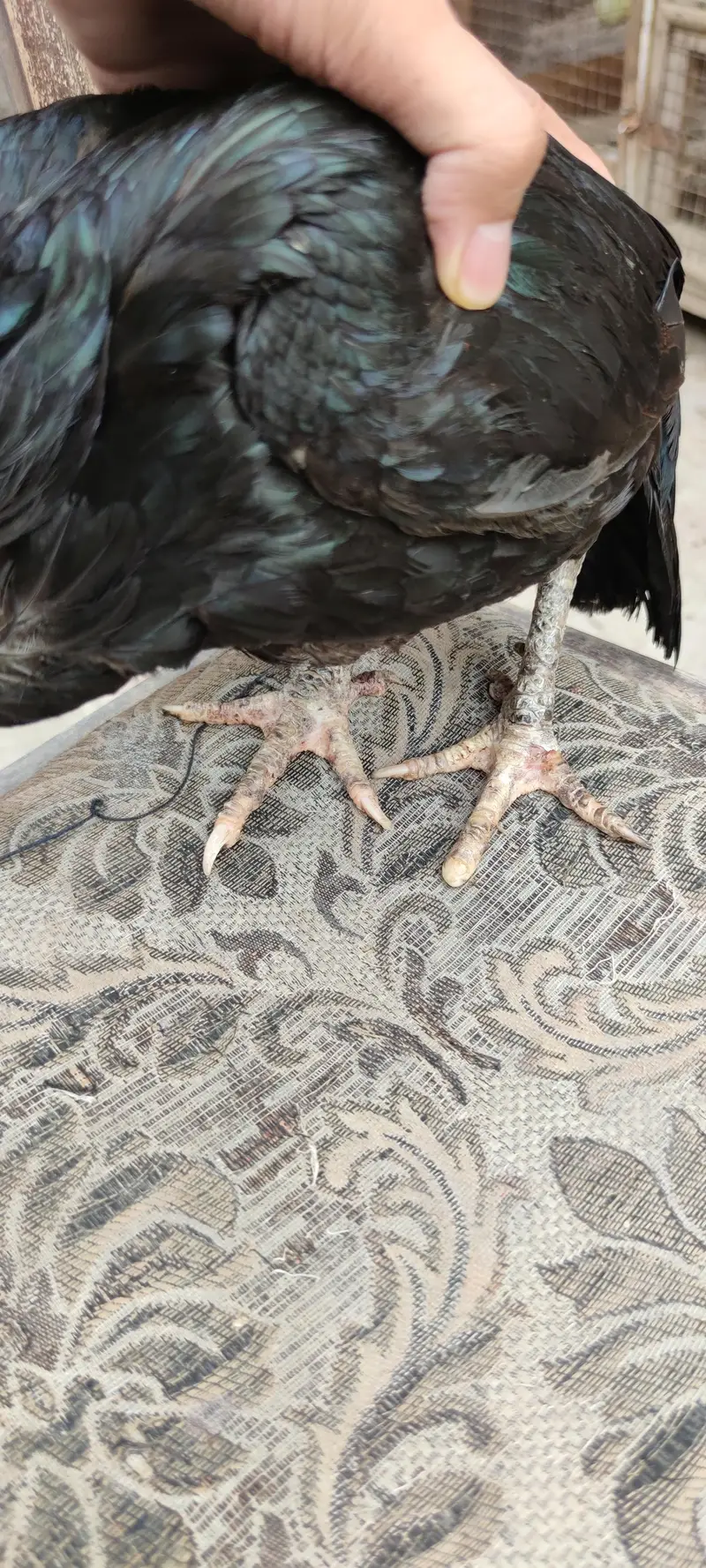 PURE ASEEL KURAK FEMALE — photo 5