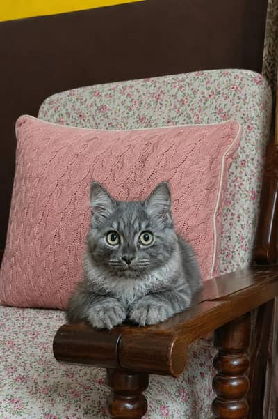  Cute & Healthy Cats Available for Sale