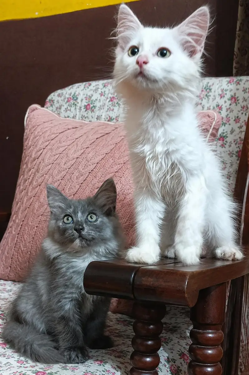  Cute & Healthy Cats Available for Sale — photo 2