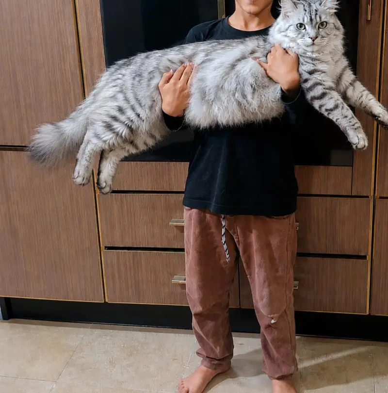  Cute & Healthy Cats Available for Sale — photo 4