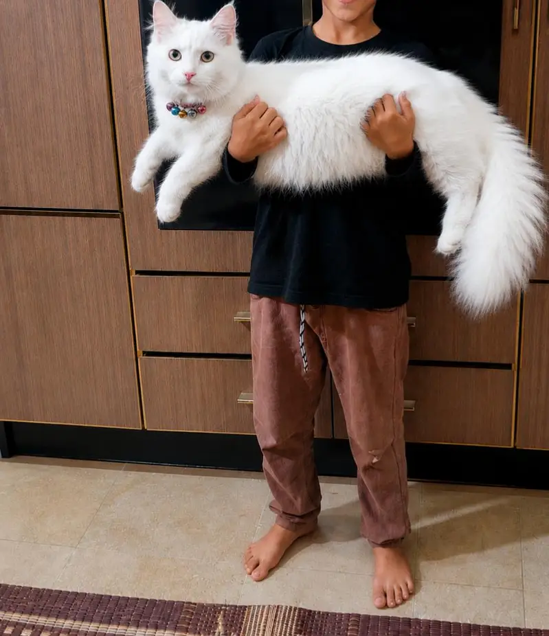  Cute & Healthy Cats Available for Sale — photo 6