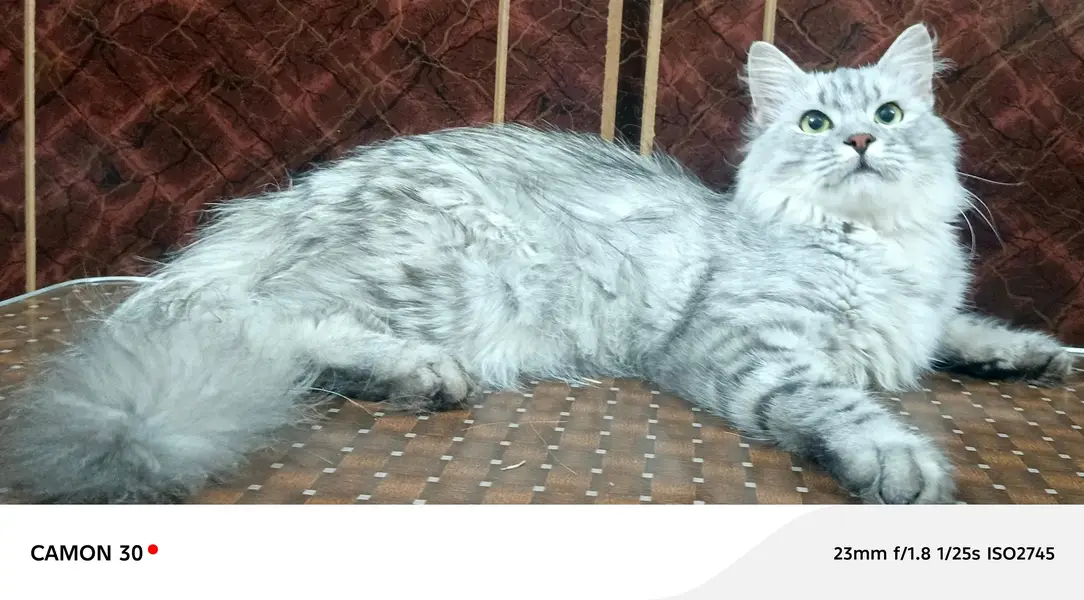  Cute & Healthy Cats Available for Sale — photo 7