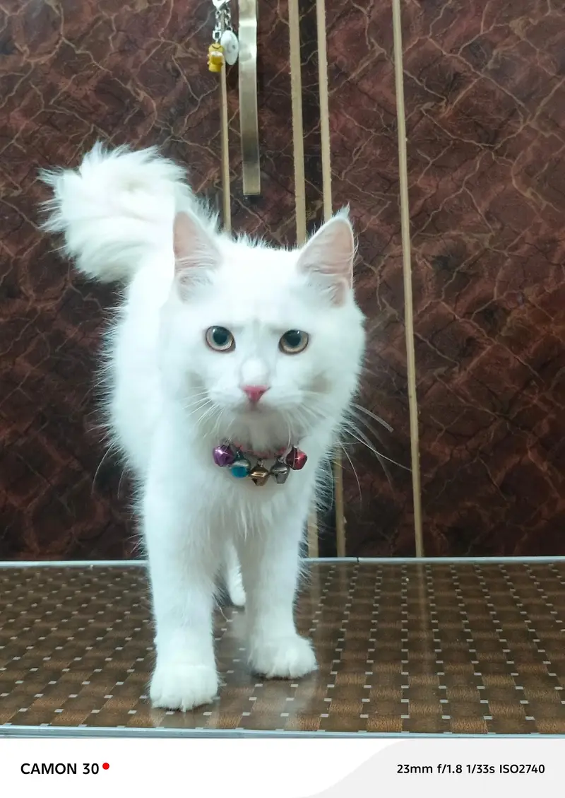 Cute & Healthy Cats Available for Sale — photo 8