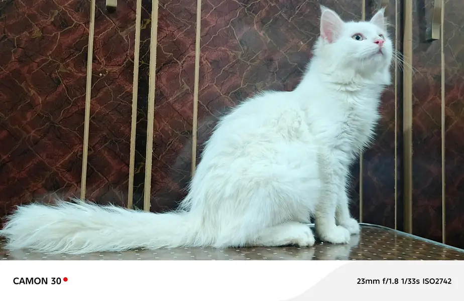  Cute & Healthy Cats Available for Sale — photo 9