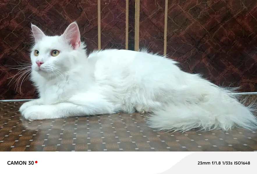  Cute & Healthy Cats Available for Sale — photo 10