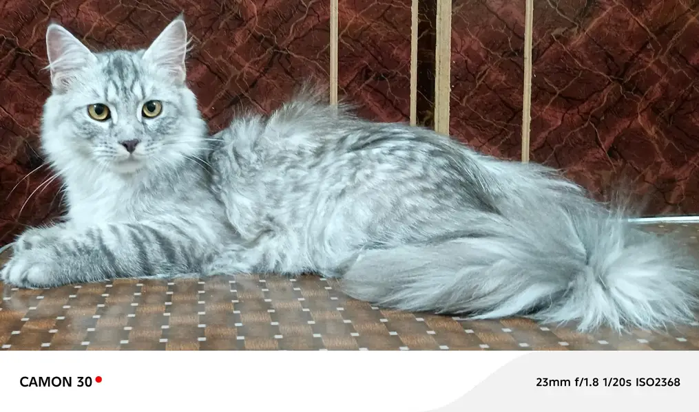  Cute & Healthy Cats Available for Sale — photo 11