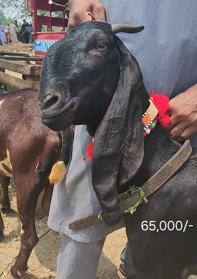 pur qulty ke bkryan for sell